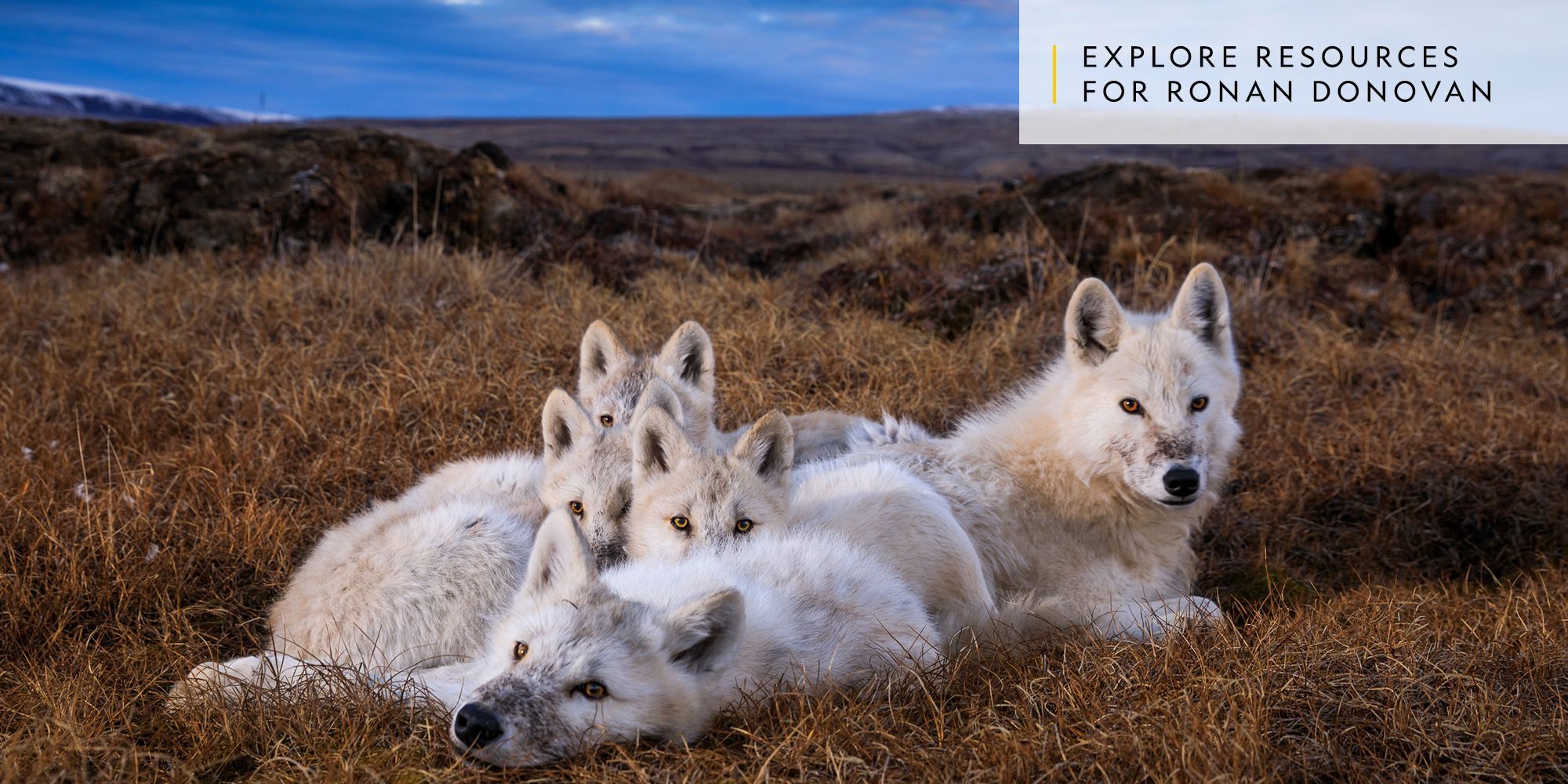 Ronan Donovan The Secret Lives Of Wolves National Geographic