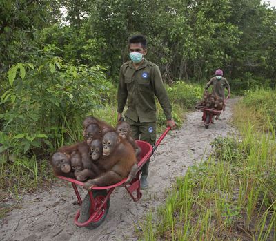 <p>A pair conservation workers gives orphaned orangutans a ride in a wheelbarrows at Borneo's International Animal Rescue.</p>