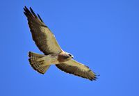 This Swainson's hawk (Buteo swainsoni) soars over Arapaho National Wildlife Refuge in Colorado, United States.