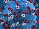How the Measles Virus Became a Master of Contagion