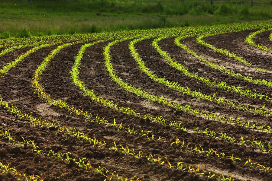 farming crops