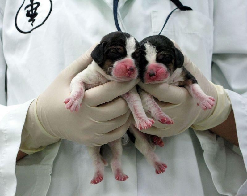 how does dog cloning work