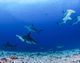 Northern Galápagos Islands Home to World's Largest Shark Biomass