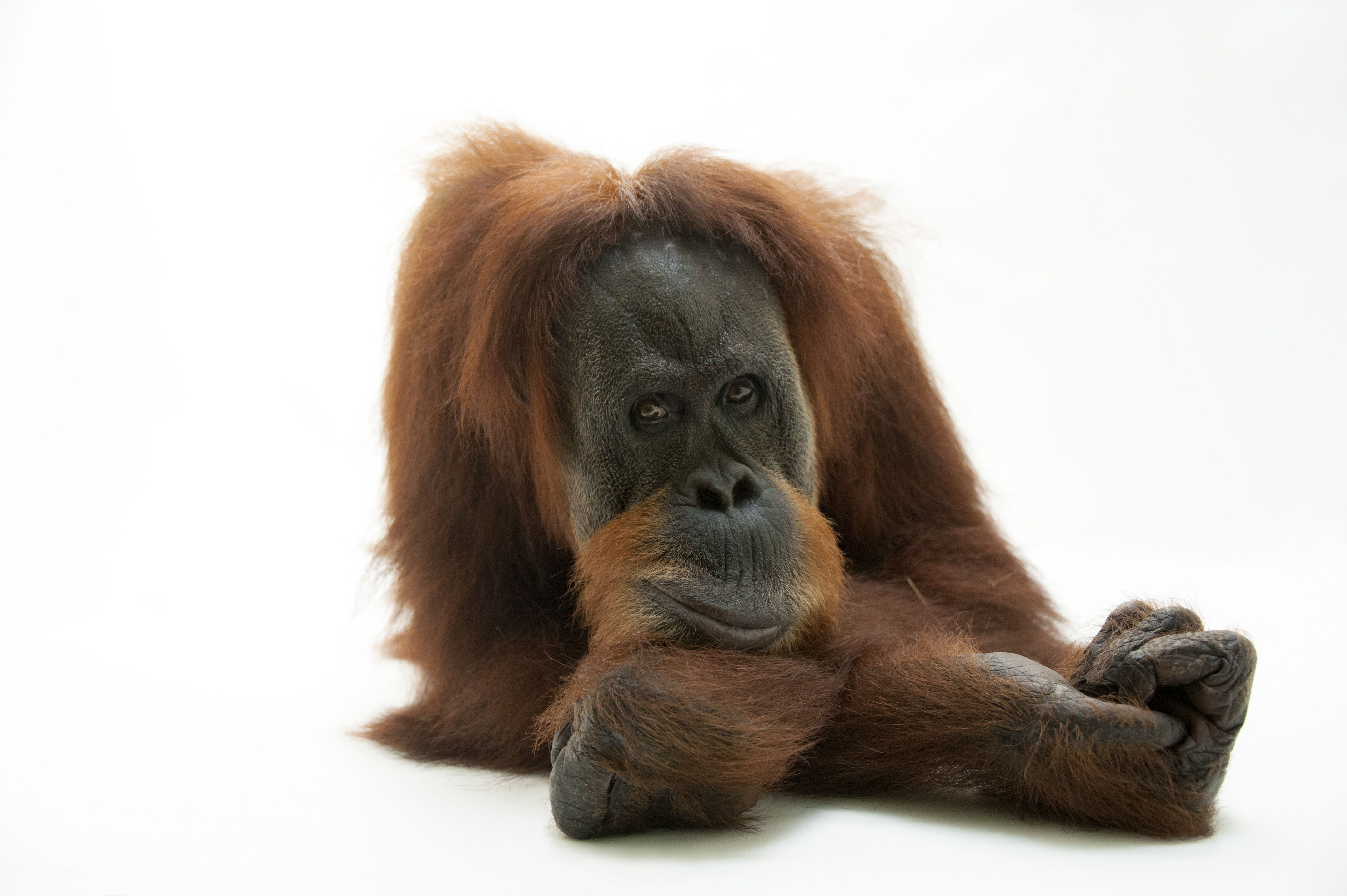 Photo Ark: Sumatran Orangutan | National Geographic Society