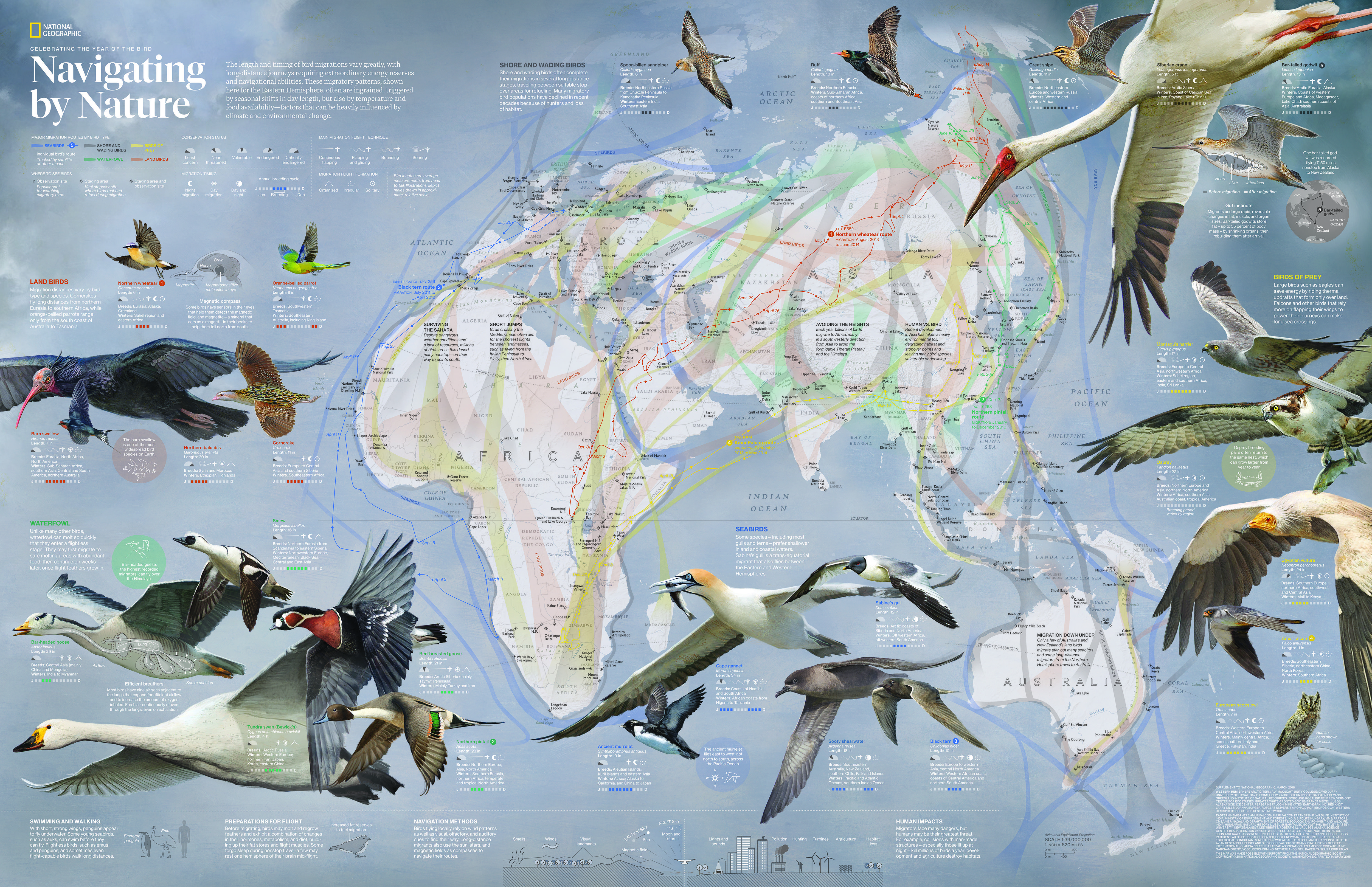Mapping Migratory Routes | National Geographic Society