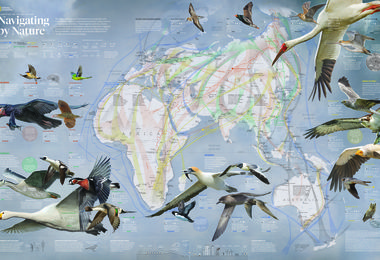 Why Animals Migrate | National Geographic Society