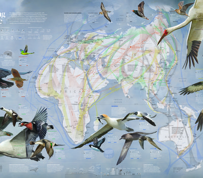 Map of bird migrations across the Eastern Hemisphere