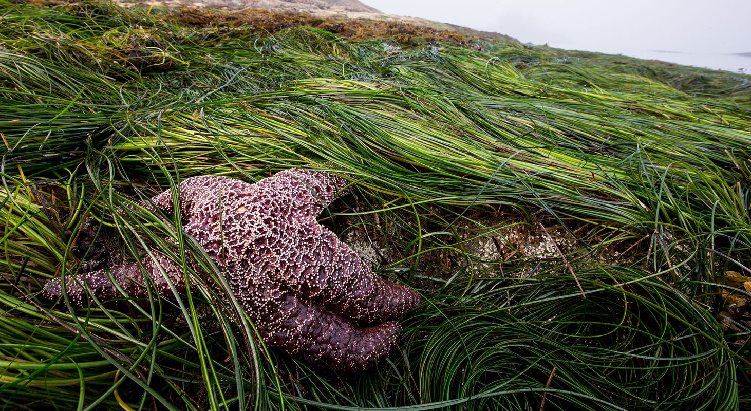 keystone species - National Geographic Society