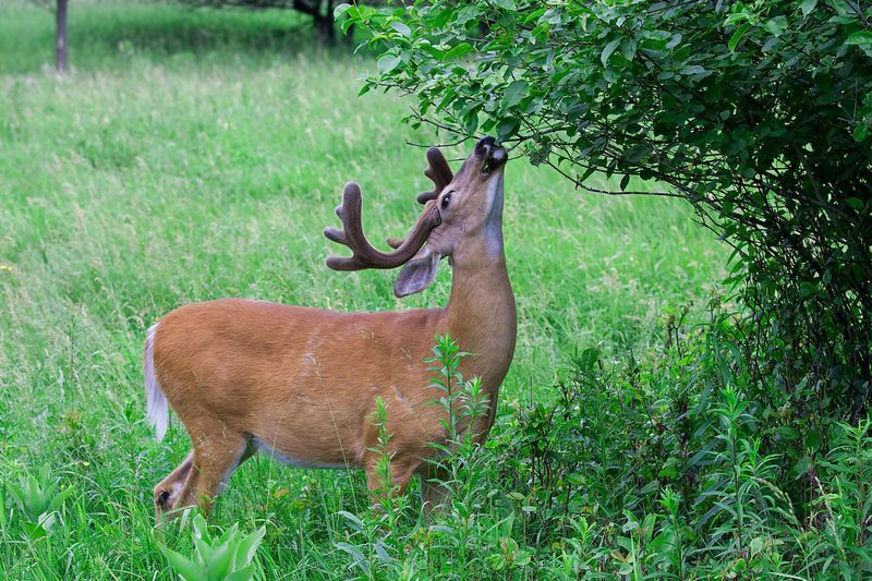 Food Chains And Webs National Geographic Society