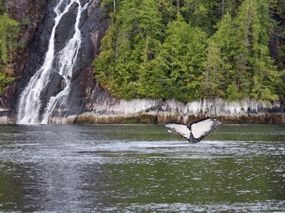 Whale tail in British Columbia