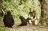 Jane Goodall pets Fifi and Flint while Flo watches in Gombe Stream National Park, Tanzania. Many academics have criticized Jane for naming the chimpanzees, a taboo practice in that scientific field.