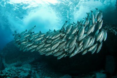 Malpelo
