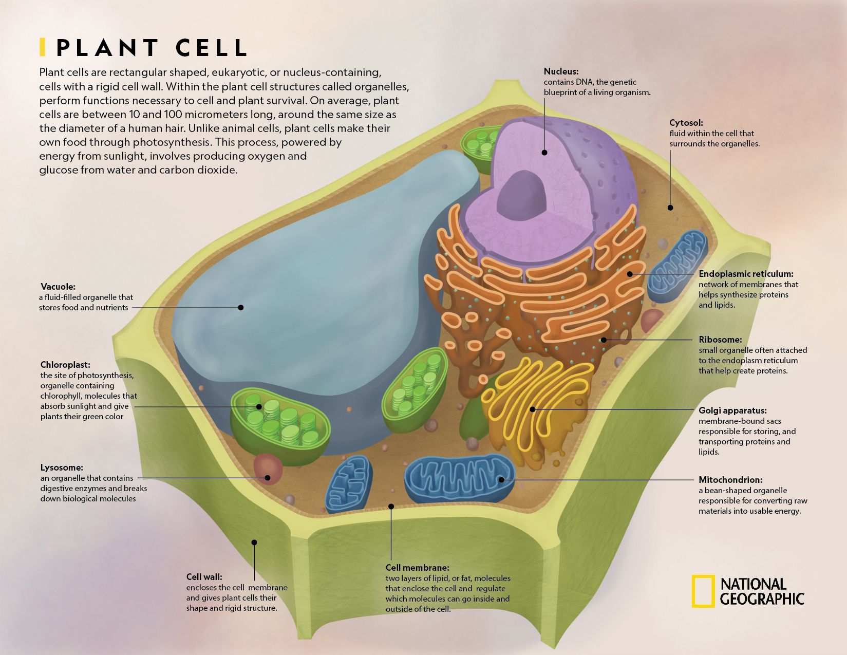 Plant Cell National Geographic Society