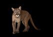 Picture of Florida panther at Tampa's Lowry Park Zoo (1762958)