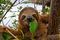 Baby Brown throated Three toed sloth in the mangrove, Caribbean, Costa Rica.