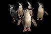 Picture of chinstrap penguins at the Newport Aquarium (2323102)