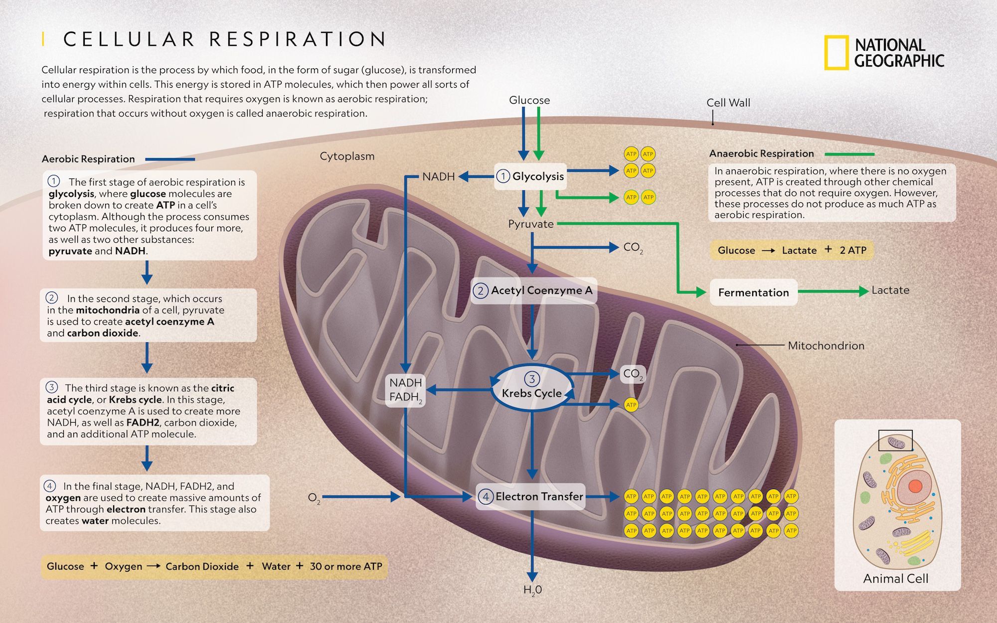 30+ Cellular respiration takes place inside the ideas