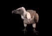 Picture of white-backed vulture at Cleveland Metroparks Zoo (2176149)