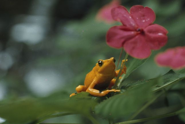 Biodiversity Frog 171970