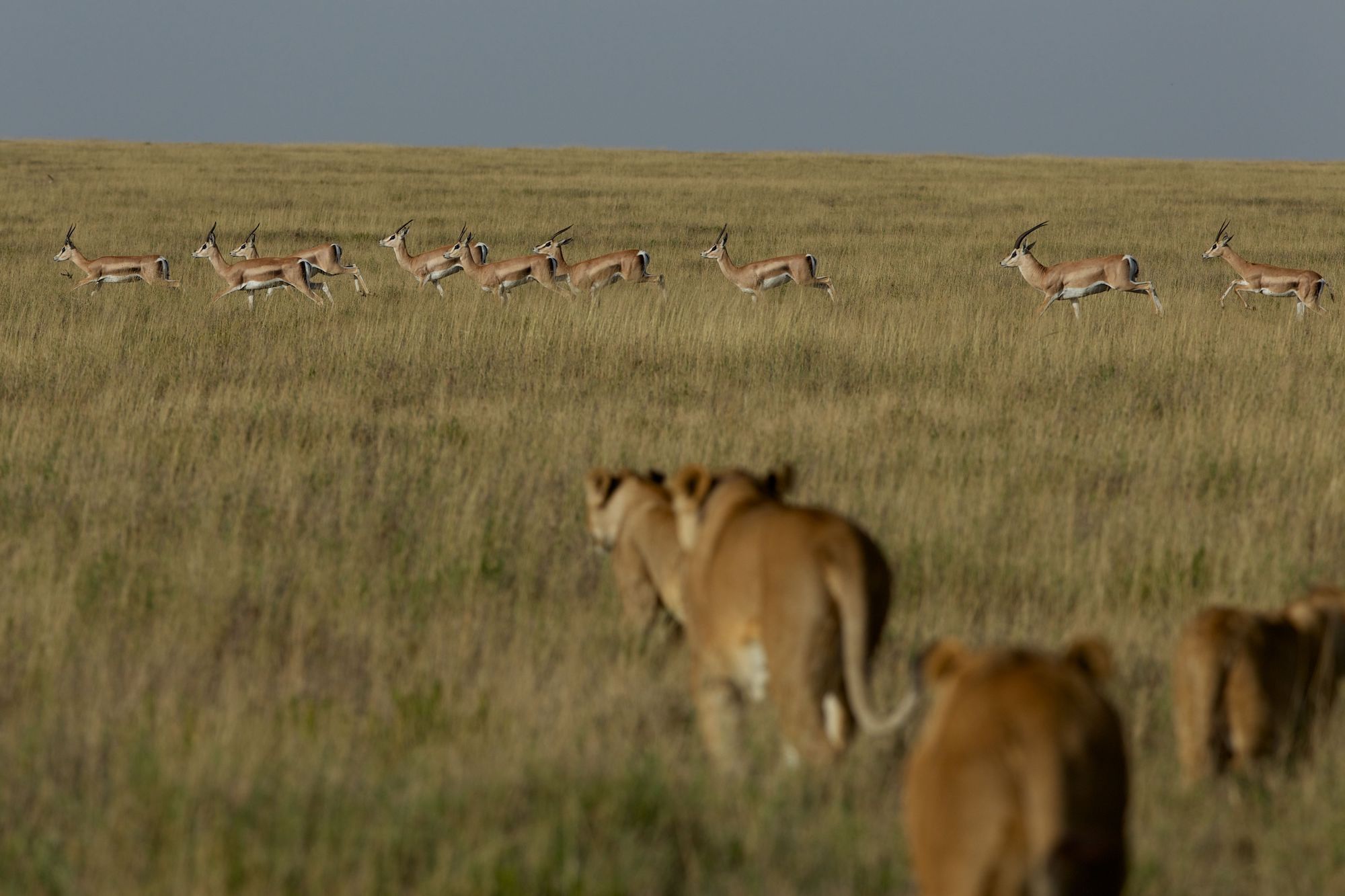 interactions-among-organisms-in-ecosystems-national-geographic-society