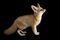 Ten-week-old fennec fox (Vulpes zerda) kit at the Saint Louis Zoo.