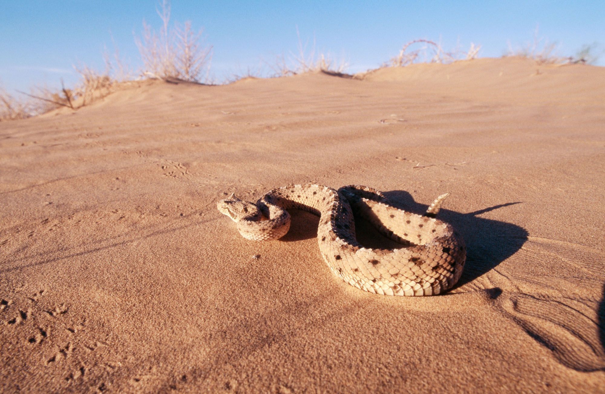 abiotic-factors-national-geographic-society