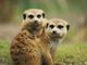 Picture of meerkats