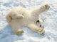 Picture of polar bear cub