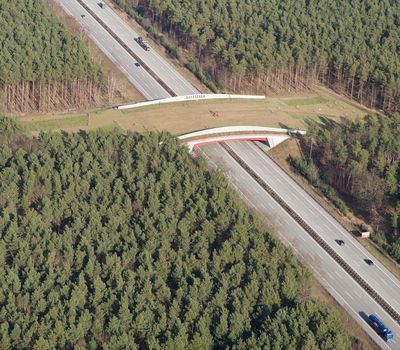 Wildlife crossing (bridge) ; Shutterstock ID 179731064; Project details: National Geographic Education Resource Library ; Job: National Geographic Education Resource Library; Client/Licensee: National Geographic Society; Other: Animal Migration Sci Unit