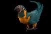Picture of blue-throated macaw at the Houston Zoo (1559200)