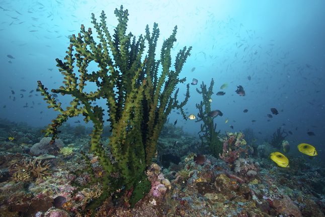 Biodiversity Coral 2628027