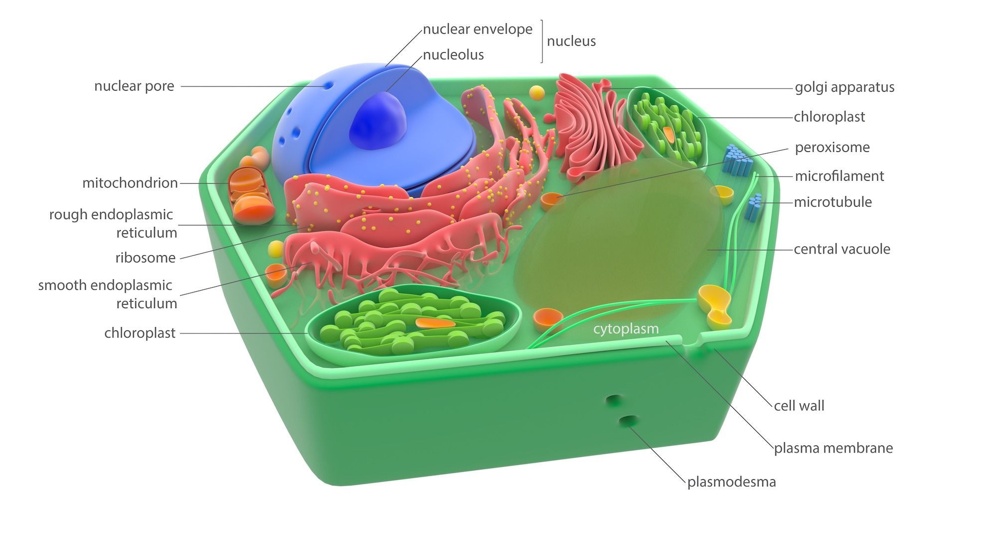 All parts of a plant cell and their functions information