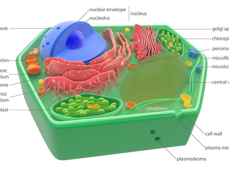 plant cell project non edible