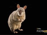 Giant Rats Trained to Sniff Out Tuberculosis in Africa