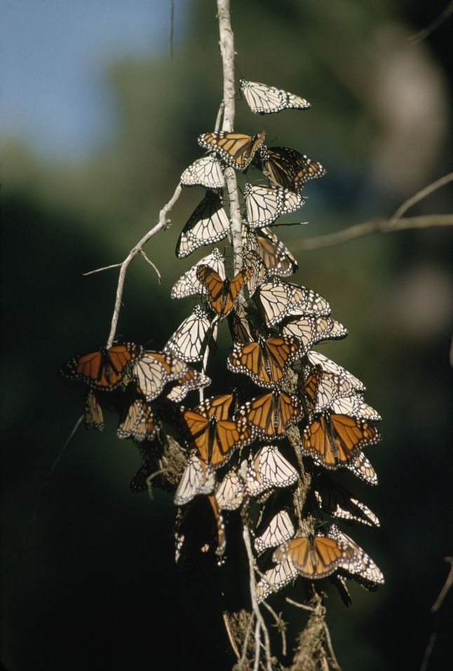 Biodiversity Monarch Butterflies 1015602