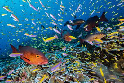 Southern Line Islands