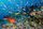 Southern Line Islands