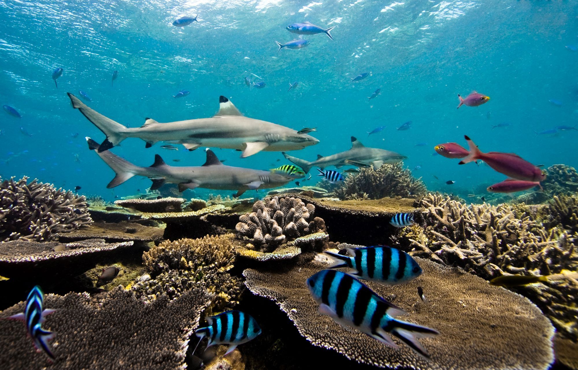 Teaching Idea: Marine Ecosystems | National Geographic Society