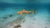 seychelles expedition 4