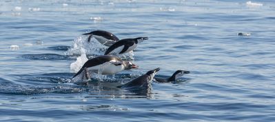 Antarctic Peninsula