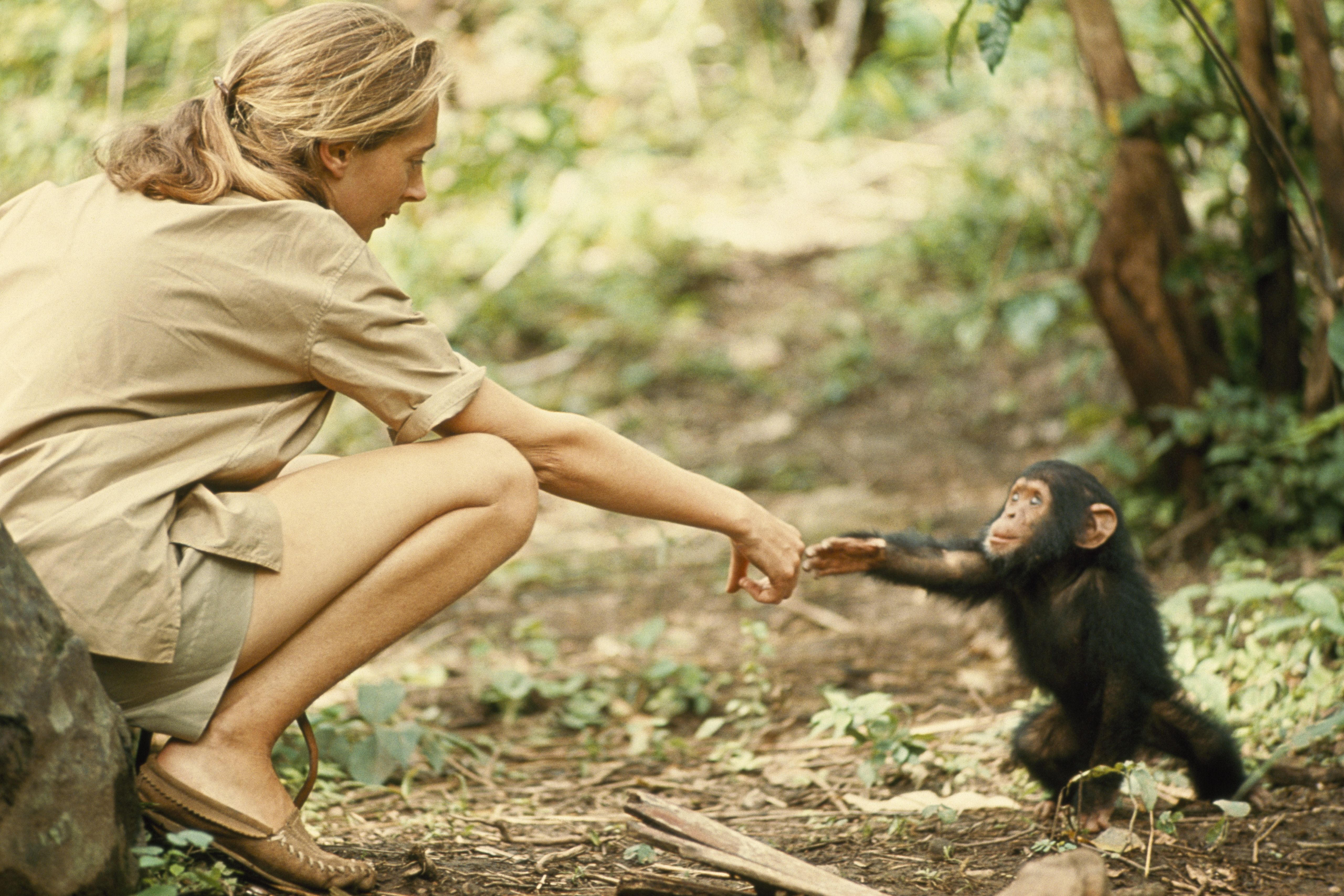 Gombe, Tanzania - Jane Goodall and infant chimpanzee Flint reach out to touch each other's hands. Flint was the first infant born at Gombe after Jane arrived. With him, she had a great opportunity to study chimp development—and to have physical contact, which is no longer deemed appropriate with chimps in the wild.