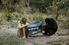 Jane Goodall and a chimpanzee hold up the National Geographic Society flag, Gombe Stream National Park, Tanzania.