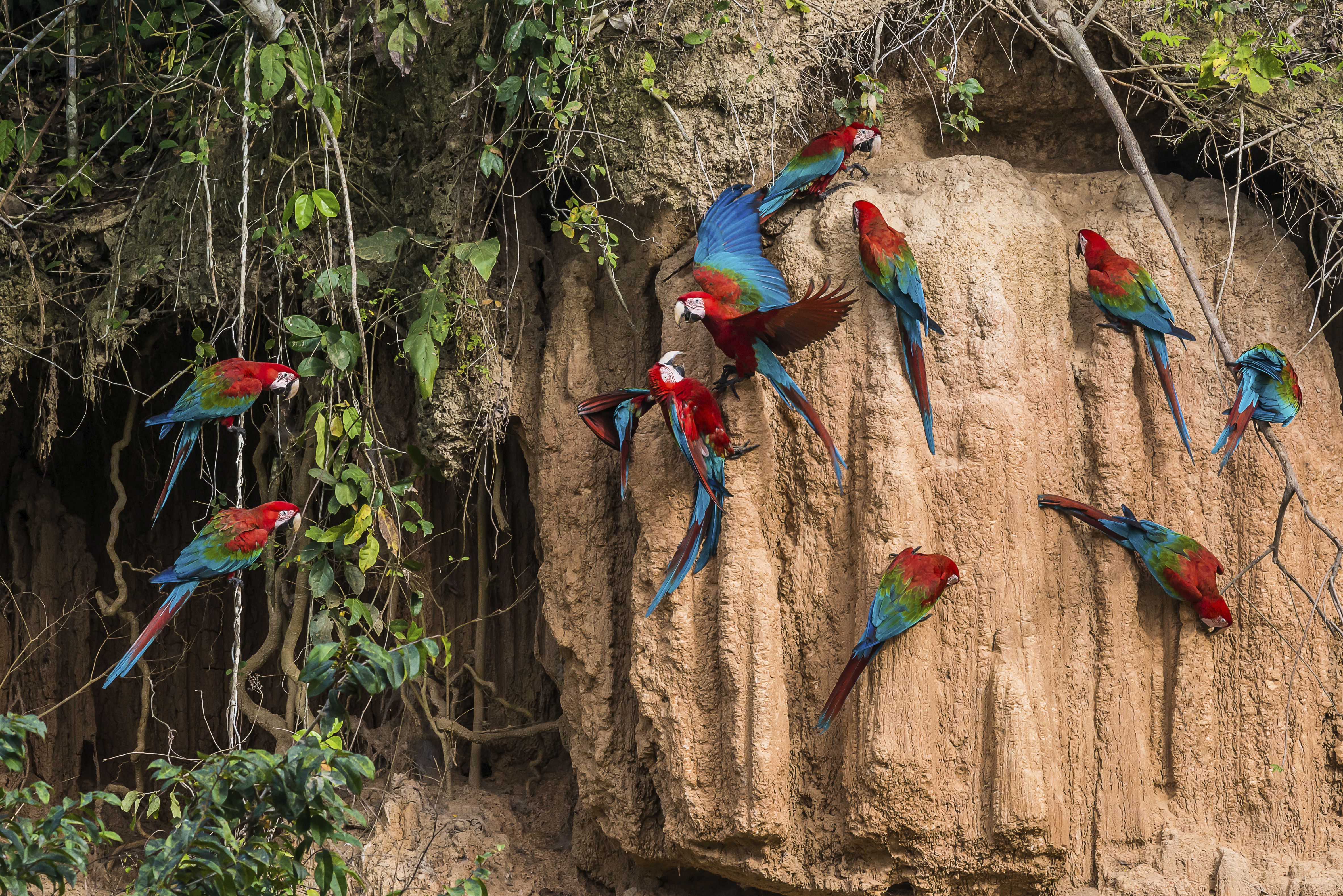 Local and Global Effects of Deforestation in the Amazon Rain Forest