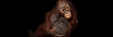 Picture of Bornean orangutans (2323107)