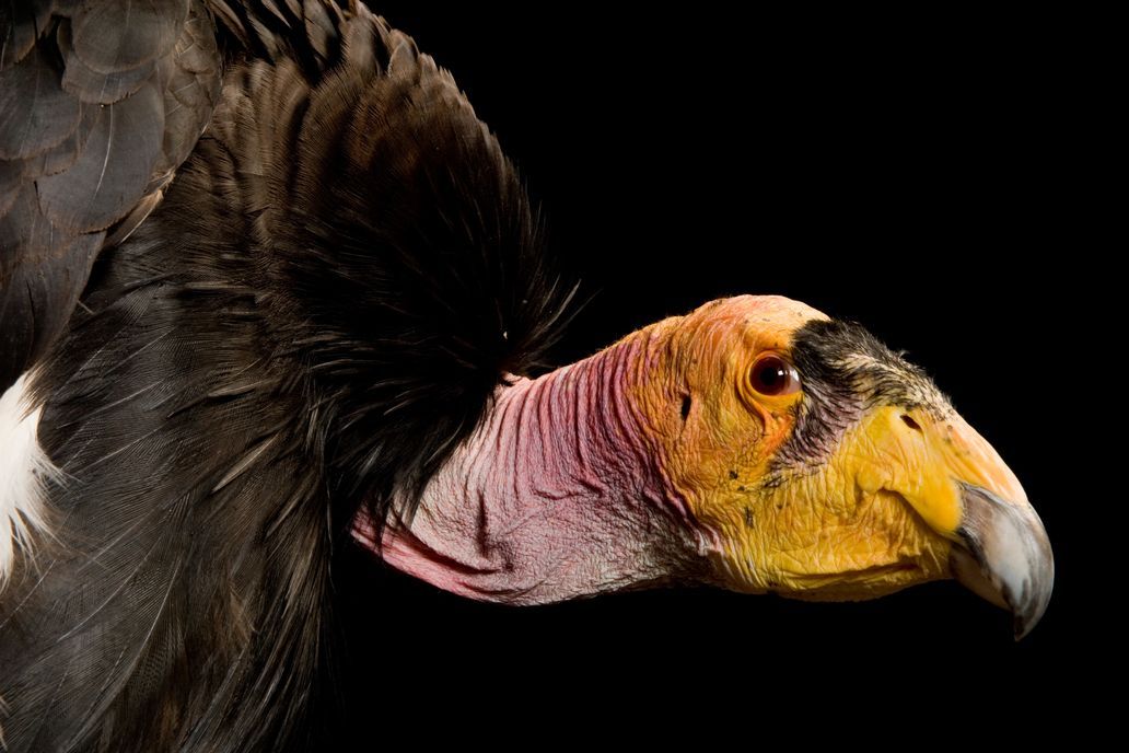 Year of the Bird | National Geographic Society