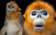 Beauty shots of two monkeys