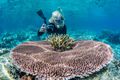 Underwater photographer on coral reef, Pulau Lintang Island, Anambas Archipelago, Indonesia
