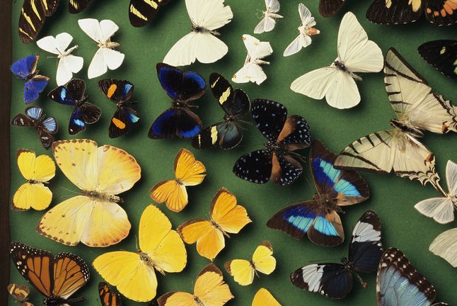 Biodiversity Butterflies 728693