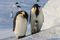 A pair of emperor penguins (Aptenodytes forsteri) watch over their chick. One balances the juvenile on its feet to keep it warm from the frozen ice below.