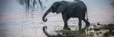 An elephant walks along the Boteti River in Botswana's Makgadikgadi Pans.